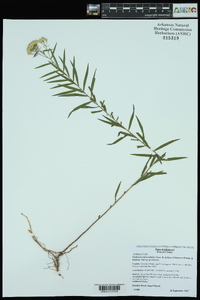 Euthamia leptocephala image