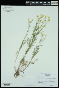 Anthemis cotula image