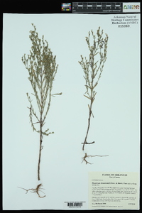 Hypericum drummondii image