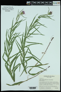 Liatris compacta image