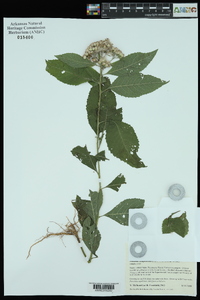 Pluchea camphorata image