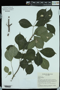 Staphylea trifolia image