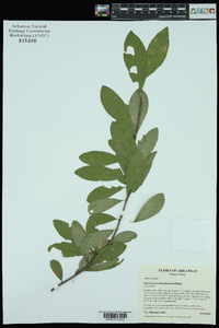 Sideroxylon lanuginosum image