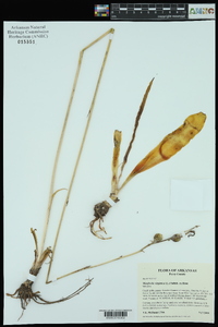 Manfreda virginica image