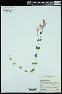 Sabatia angularis image