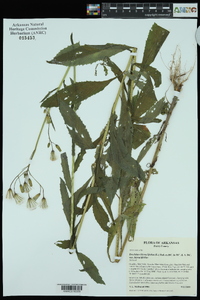 Erechtites hieraciifolius var. hieraciifolius image