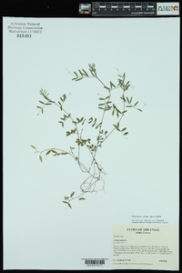 Vicia sativa subsp. nigra image