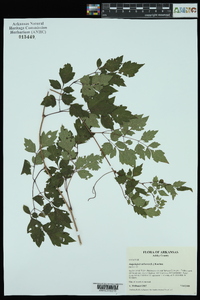 Ampelopsis arborea image