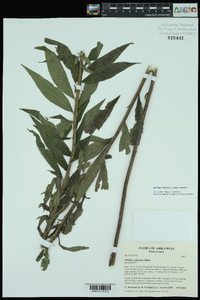 Solidago altissima subsp. altissima image