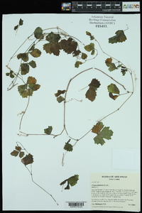 Cissus trifoliata image