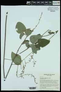 Desmodium viridiflorum image