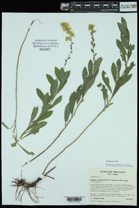 Solidago radula image