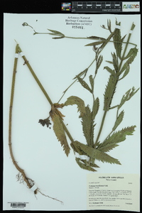 Verbena brasiliensis image