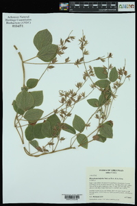 Rhynchosia latifolia image