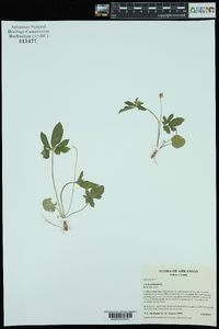 Viola palmata image