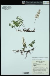 Pleopeltis polypodioides image