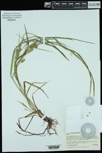 Carex aureolensis image