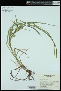 Carex aureolensis image