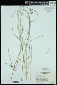 Juncus coriaceus image