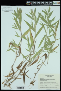 Dichanthelium scoparium image