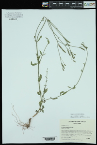 Verbena montevidensis image