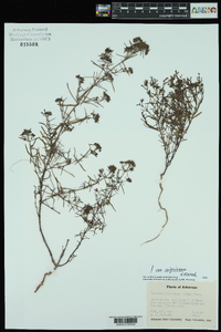 Stenaria nigricans image