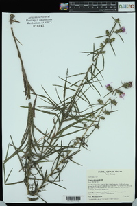 Liatris hirsuta image