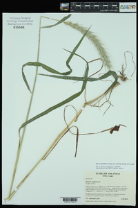 Elymus glabriflorus image