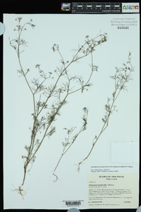 Cyclospermum leptophyllum image