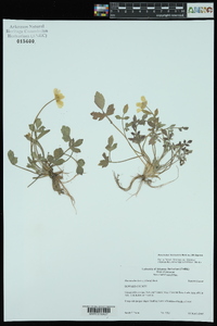 Ranunculus fascicularis image