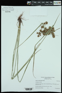 Cyperus pseudovegetus image