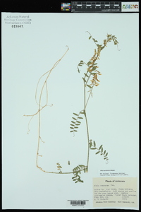 Vicia caroliniana image