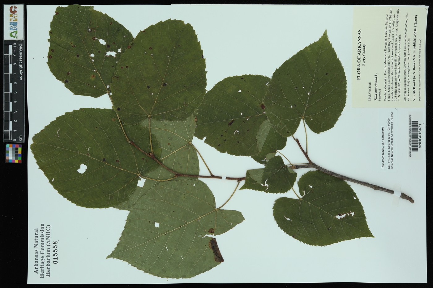Tilia americana var. americana image