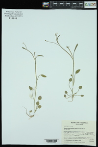 Ranunculus pusillus image