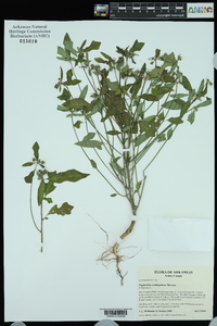 Euphorbia cyathophora image