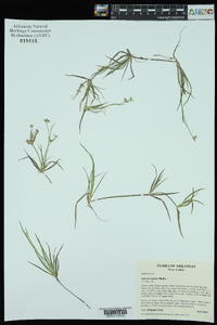 Juncus repens image