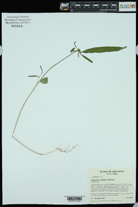 Euphorbia cyathophora image