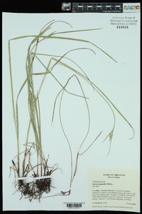 Scleria oligantha image