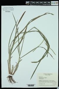 Paspalum laeve image