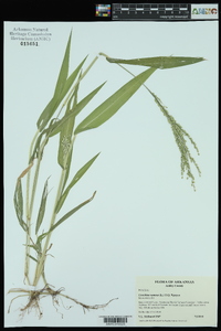 Urochloa ramosa image