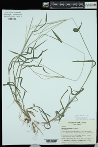 Digitaria ciliaris image