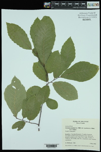 Castanea pumila var. ozarkensis image