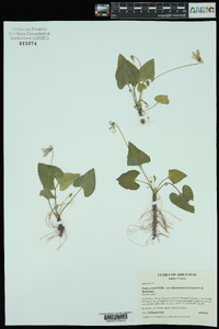 Viola missouriensis image