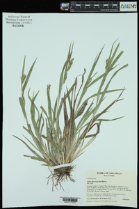 Carex flaccosperma image