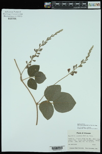 Rhynchosia latifolia image