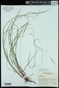 Carex debilis var. debilis image