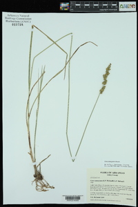 Carex triangularis image