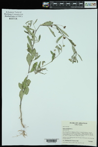 Sida rhombifolia image