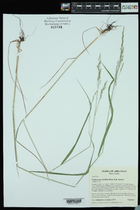 Festuca subverticillata image