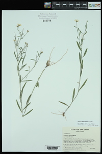 Boltonia diffusa var. diffusa image